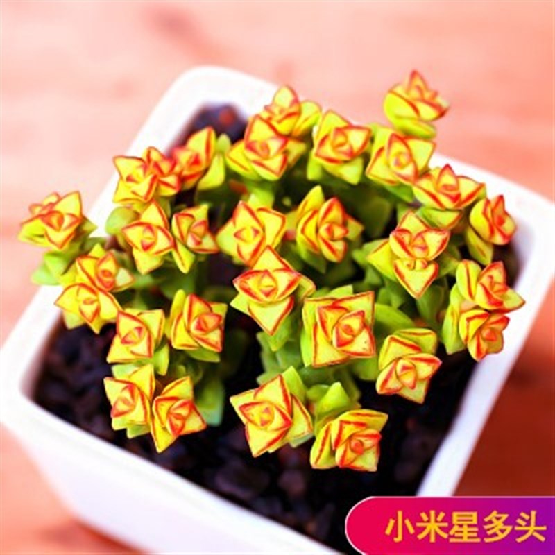 山地玫瑰多肉植物大颗好养肉肉植物室内组合盆栽花卉绿植精品多肉