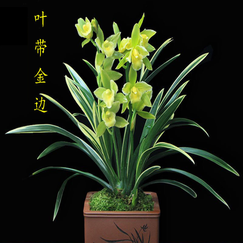 金边叶艺(绿宝石)名贵桌面盆栽国兰花苗茶桌书房精致绿植物盆栽