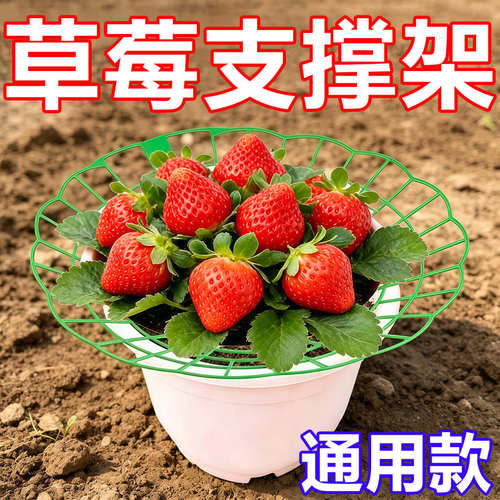 家庭草莓种植支撑架防腐烂防倒伏