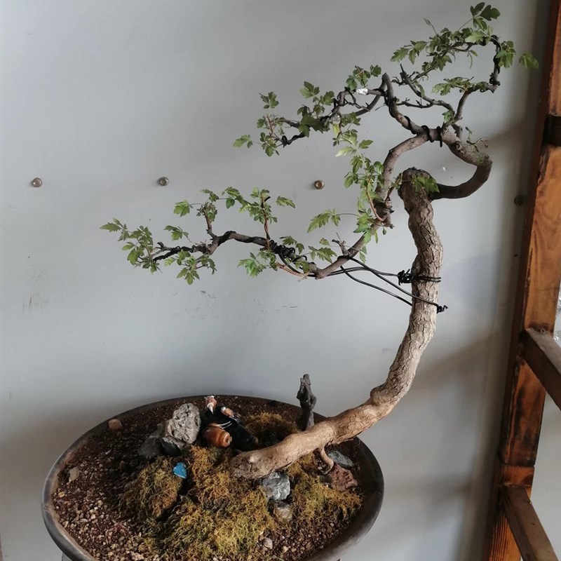 (三号)全冠根艺北方盆景素材