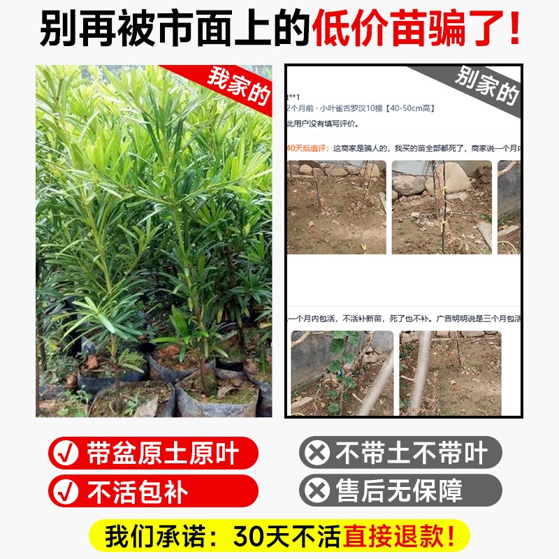 罗汉松树苗盆景老桩庭院造型树正宗小苗绿植物室内盆栽好养活四季