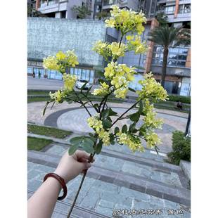 家居 新款 槐花芸婚礼堂软装 黄色丁香花高枝质装 酒店饰假花 感香