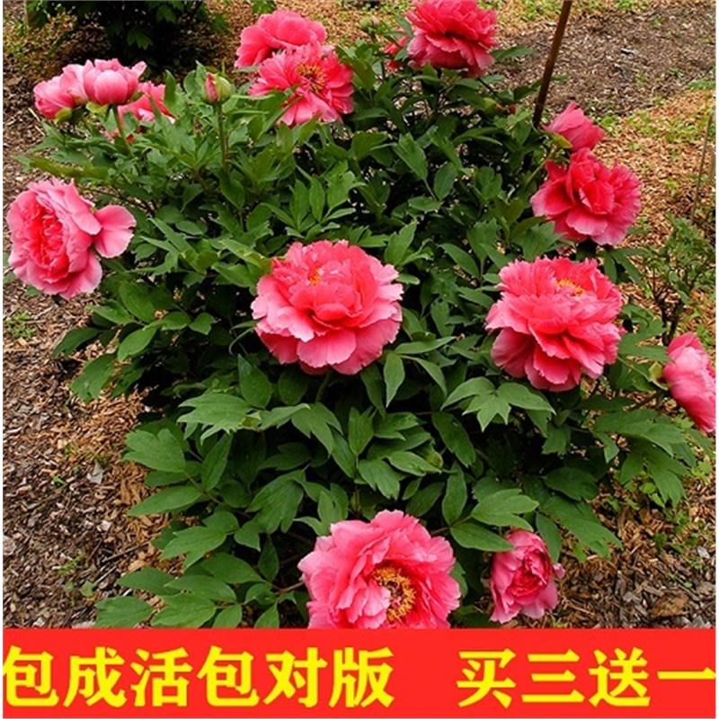牡丹花苗盆栽大苗庭院地栽阳台洛阳牡丹花花卉大花花卉牡丹花树苗