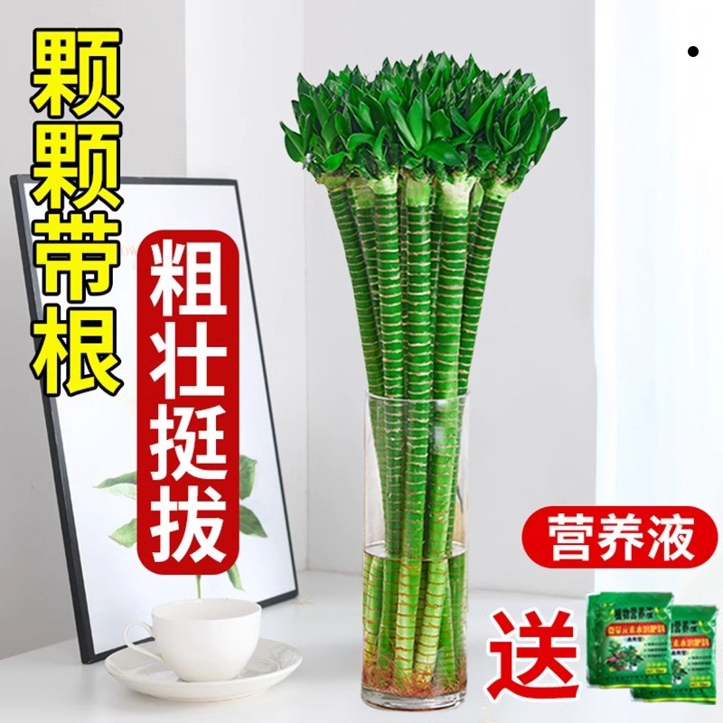 富贵竹水培植物带根文昌竹龙竹观音竹转运竹水养客厅室内盆栽绿植