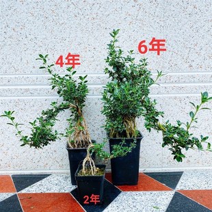 金边六月雪 附石盆景 提根六月雪 悬崖小盆栽 迷你红花造型微盆景