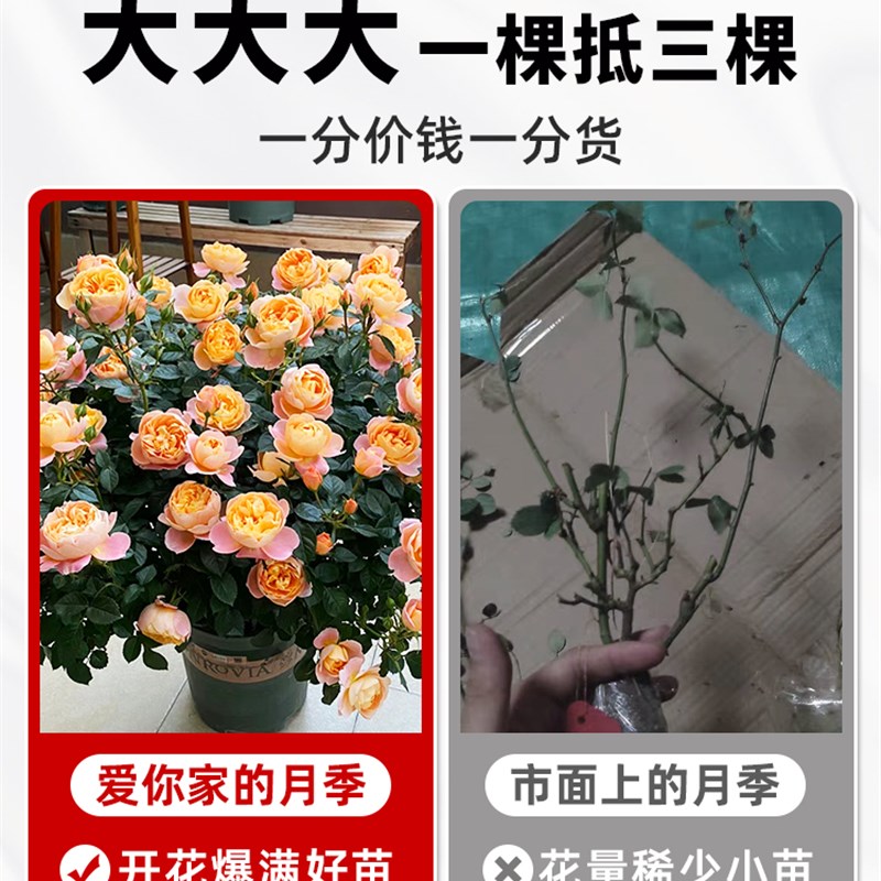 果汁阳台月季花苗灌木大苗四季开花带花多头玫瑰花卉盆栽室内植物