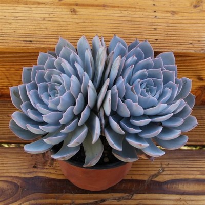 多肉植物蓝石莲 鲁氏石莲花沙漠之星 鲁安娜玫瑰多头老桩好养盆栽
