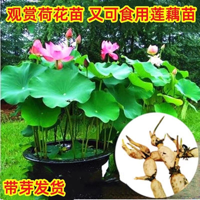 大型观赏荷花藕种盆栽水养莲花莲藕苗花卉水培植物水池塘荷花种苗