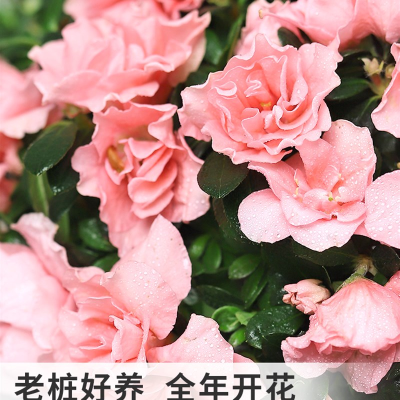 杜鹃花苗盆栽带花苞四季开花不断室内花卉绿植植物大棵好养活阳台