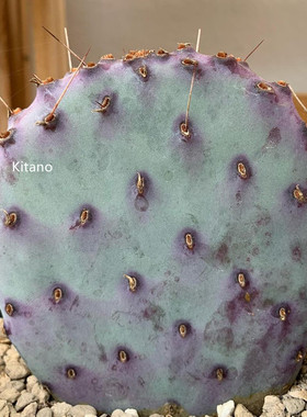 圣丽塔 稀缺品种开花紫色仙人掌多肉植物阳台庭院大型花卉小盆栽