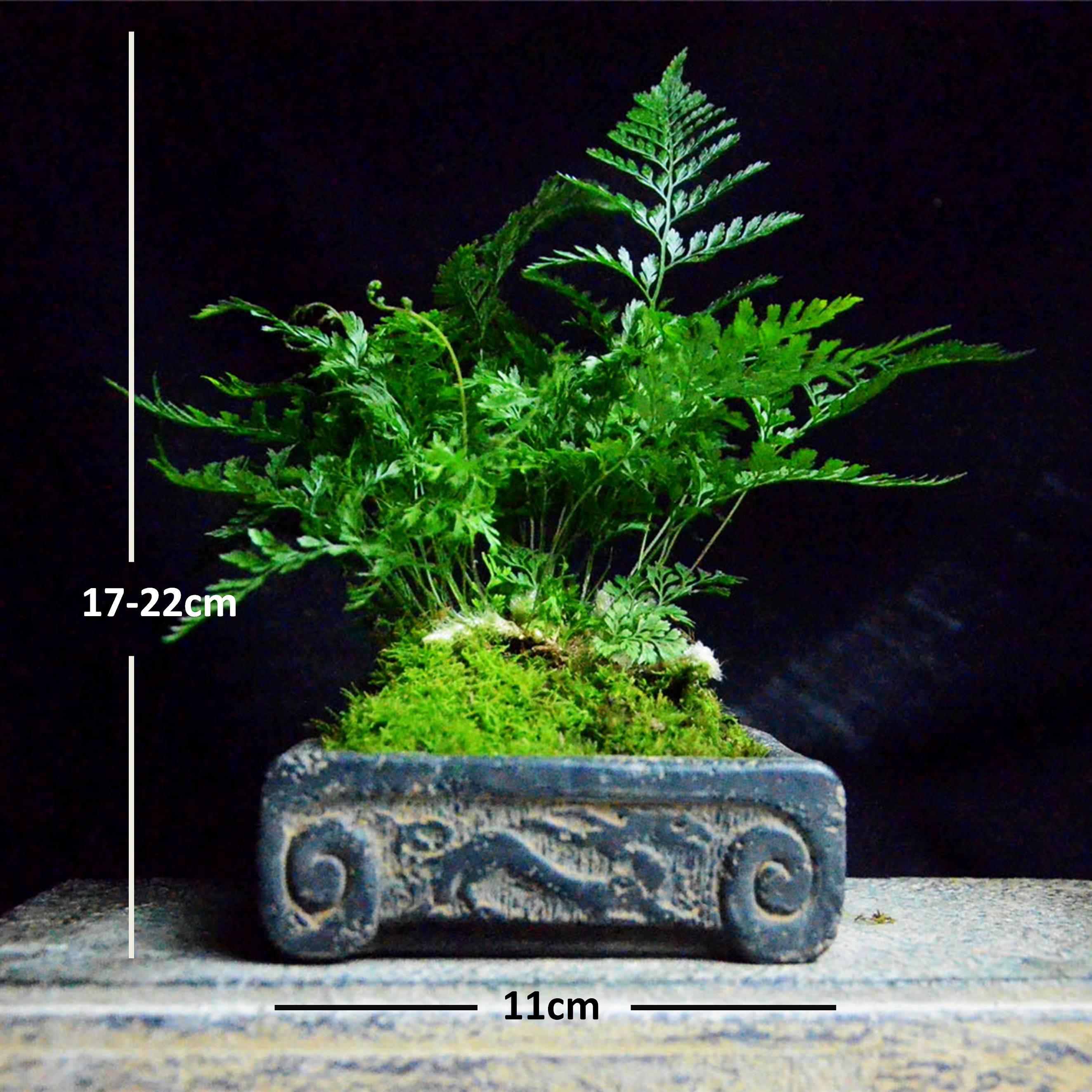 仿古素雅汉砖盆狼尾蕨金钱菖蒲室内盆景植物绿植易养茶桌书桌盆栽