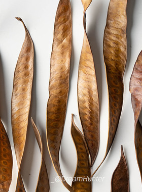 扁豆荚天然植物果实干花手工diy幼儿环创森系墙拍摄道具标本相框