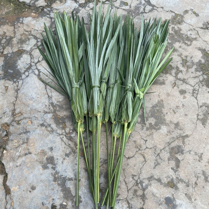 新鲜棕榈树叶棕树叶棕叶现砍棕榈叶包粽子捆绑绳子草绳带杆带把