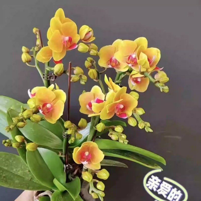 蝴蝶兰花苗带花剑大苗盆栽室内桌