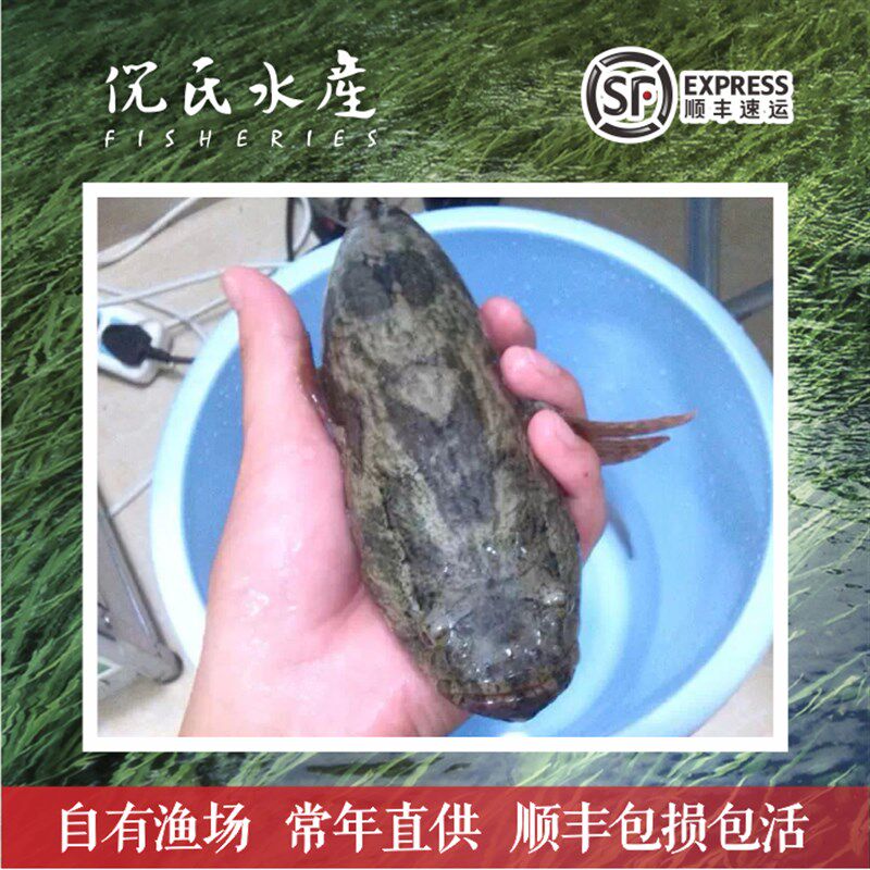 沙塘鳢鱼苗虎头鲨呆子鱼塘鳢土布鱼土才鱼虎头呆土婆鱼淡水鱼苗现图片