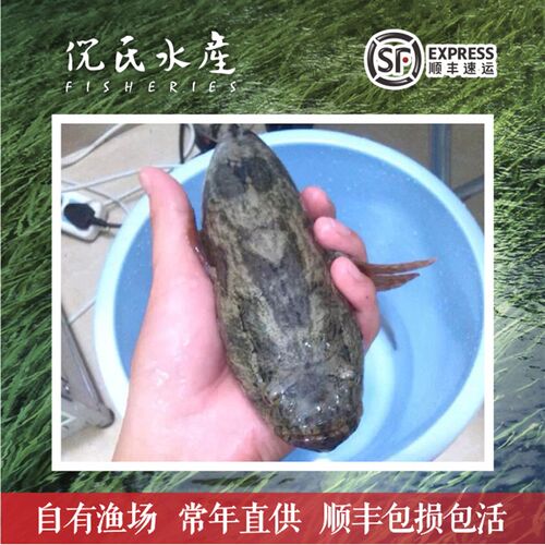 沙塘鳢鱼苗虎头鲨呆子鱼塘鳢土布鱼土才鱼虎头呆土婆鱼淡水鱼苗现