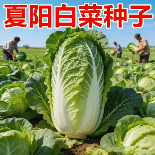 夏天抗热夏阳大白菜种子耐热小院四季蔬菜秋播耐寒白菜种籽