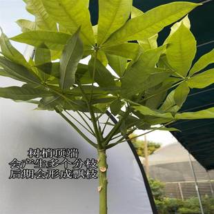 生髪财 树小盆独杆原盆绿观植叶网红植物原室LOT内 粉丝福利款