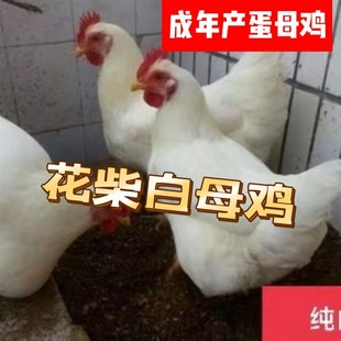 散养花柴鸡白羽鸡纯白色母鸡2-3斤正在产蛋的鸡观赏鸡蛋鸡土白鸡