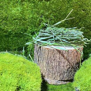 2025蒂莫西草二帆全叶南提净750克大容量干燥脱水栗鼠爱吃