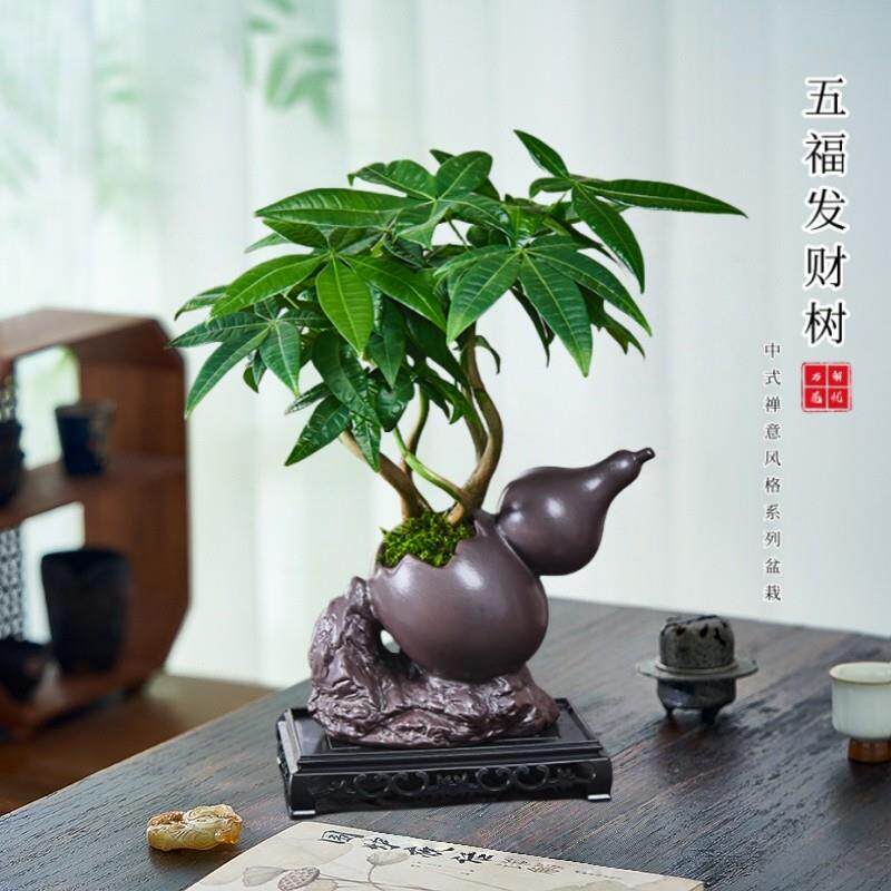 五福发财树盆栽室内桌面造型盆景招财植物办公室客厅耐阴好养绿植