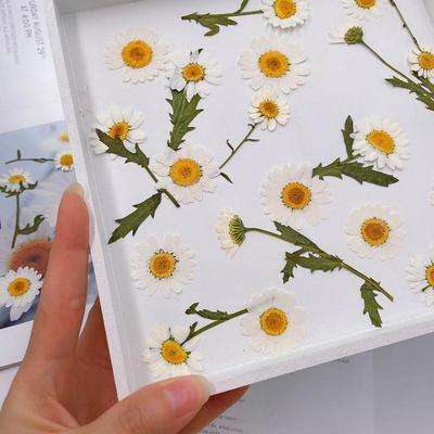 白晶菊 侧压带枝小雏菊干花押花DIY滴胶树脂饰品香薰蜡烛相框压花
