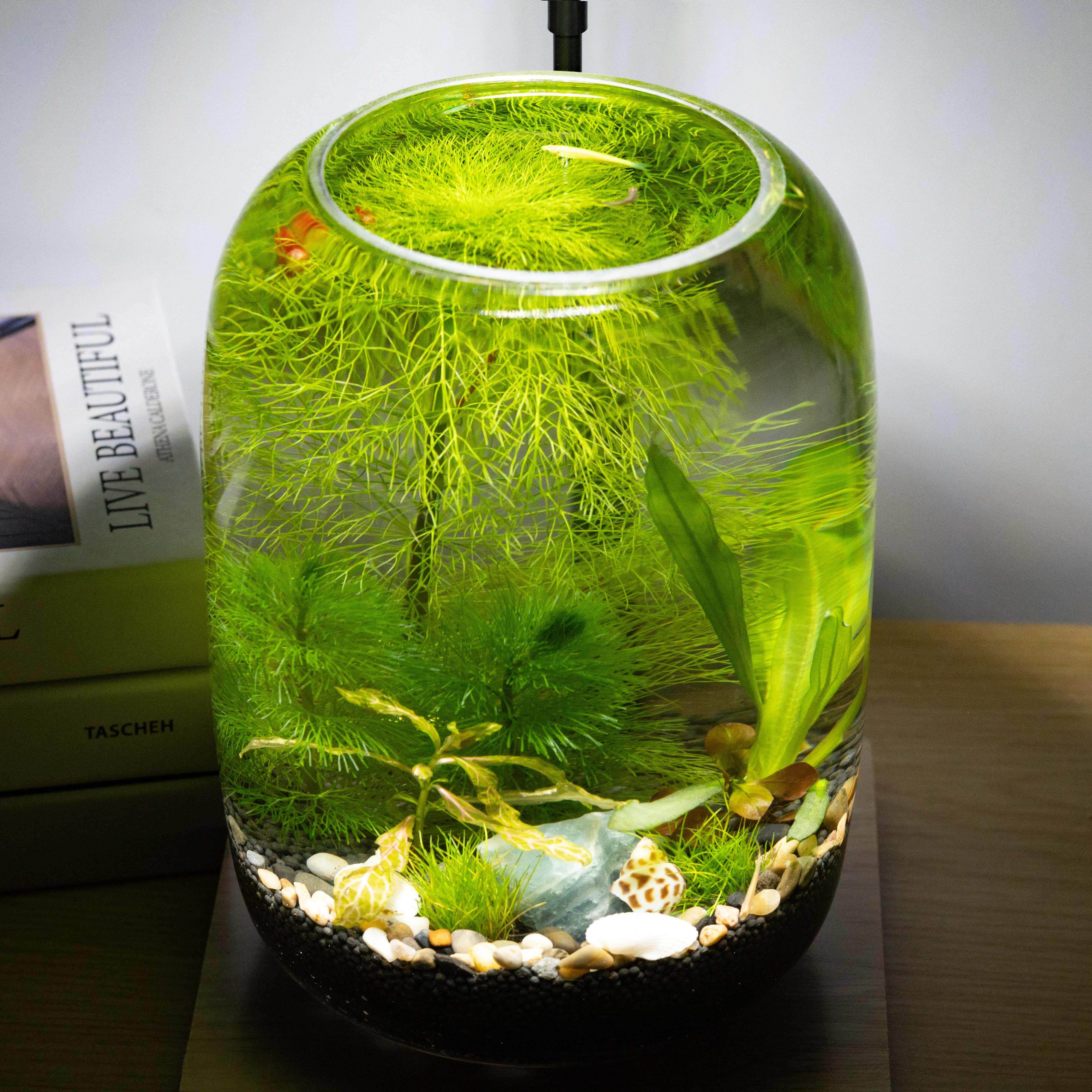 生EGQ缸微景观生态水草小鱼鱼态缸玻璃面虾桌办公室养鱼小鱼缸缸