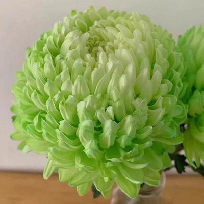 青花瓷花牡菊鲜花鲜切花插蓝期RFG色菊花鲜花花束丹花长云南基地