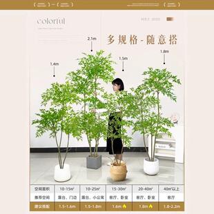 南竹彷奢真绿色植物高端轻客厅地大TXN型天室内户外高品质盆景摆