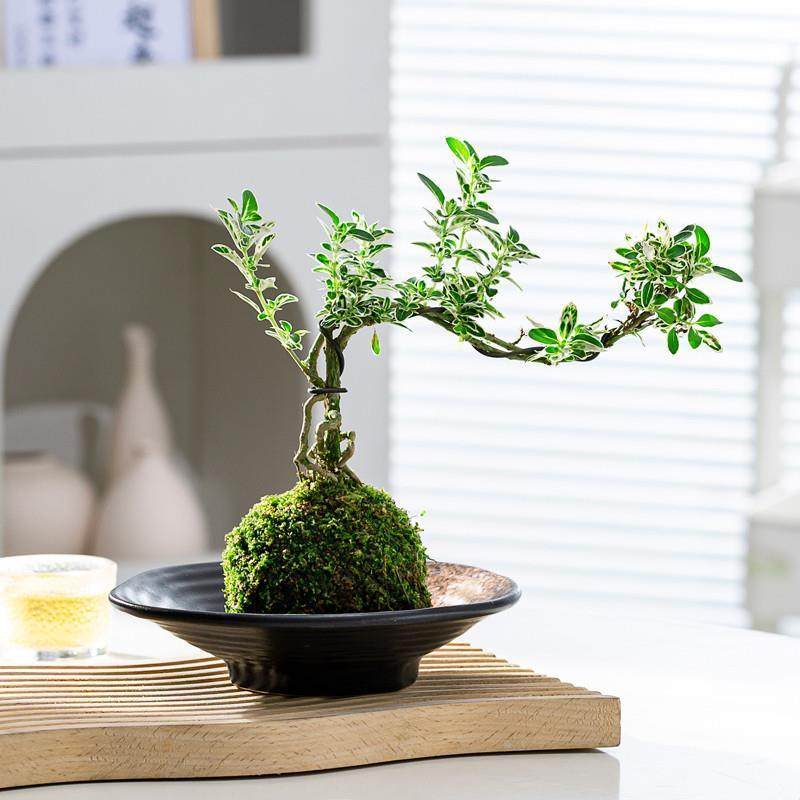 六月雪苔藓球|微造型悬崖金边六月雪盆栽净化空气室内办公室绿植,鲜花速递/花卉仿真/绿植园艺,绿植,淘宝优惠券,粉丝福利购,淘宝优惠卷