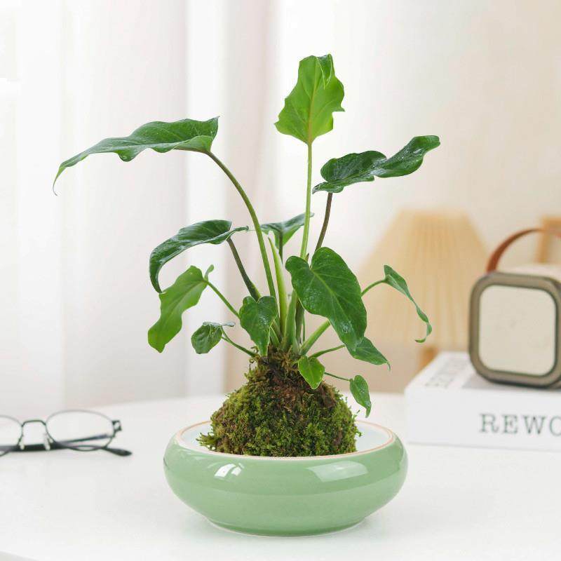春雨小天使苔藓球/室内懒人北欧风绿植四季常青植物,鲜花速递/花卉仿真/绿植园艺,绿植,淘宝优惠券,粉丝福利购,淘宝优惠卷