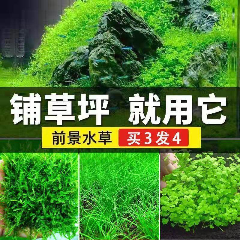 爬地矮珍珠水鱼缸造景前景皮性植物水缸装饰套餐,宠物/宠物食品及用品,水族服务,淘宝优惠券,粉丝福利购,淘宝优惠卷
