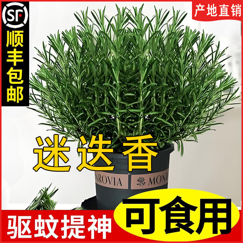 迷迭香盆栽牛排用百里香可食用薄荷叶紫苏新鲜罗勒苗调料植物厂家