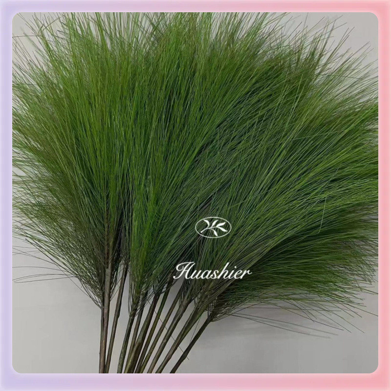 马尾松3叉松针莎草森林系绿植软装造景绿植百合竹