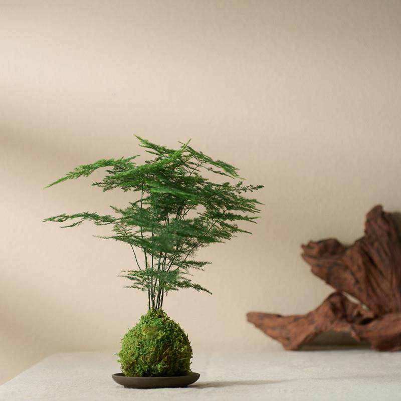 文竹苔藓球净化空气水培易活好养中式办公桌盆景微景观绿植室内,鲜花速递/花卉仿真/绿植园艺,绿植,淘宝优惠券,粉丝福利购,淘宝优惠卷