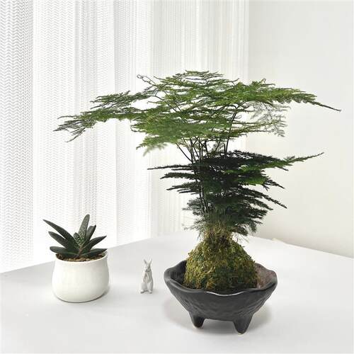 文竹苔藓球|水培易活植物好养中式办公室绿植桌面苔玉球