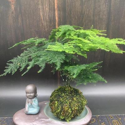 文竹苔藓球盆栽水培云竹青苔球室内创意好养绿植四季常青净化空气