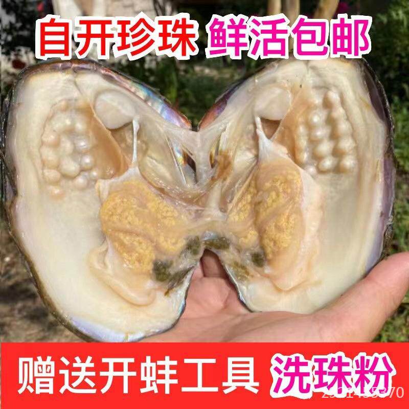 河蚌自开珍珠天然淡水自己开珍珠蚌爱迪生河蚌贝壳活蚌多珠取珠手