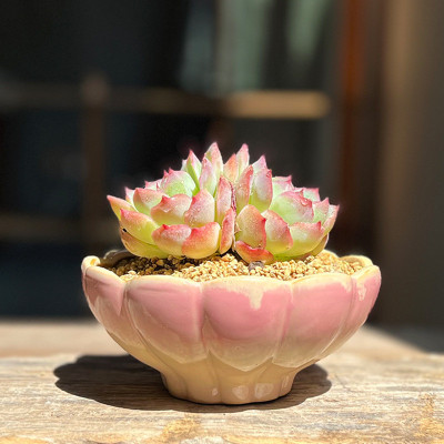 大口径多肉花盆创意莲花群生单头组合拼盘简约个性陶瓷中温花盆
