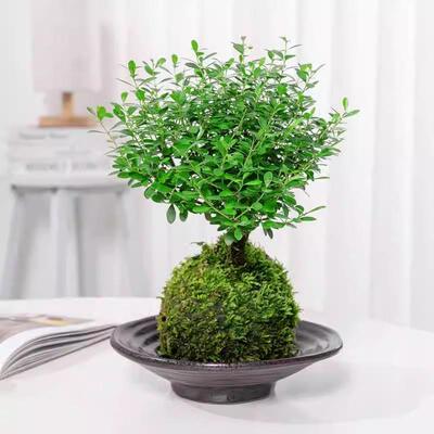 小叶赤楠苔藓球盆景植物微景观水培办公室内好养四季常青净化空气