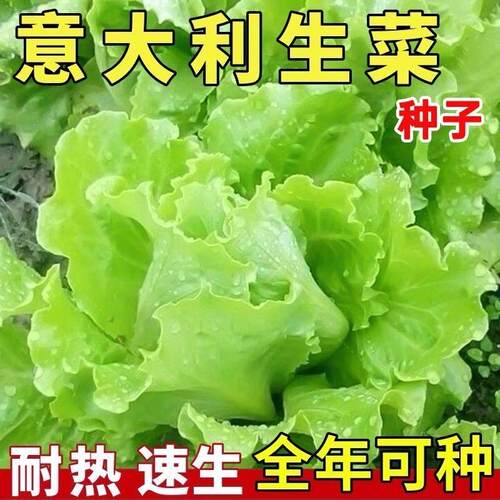 【割完又长】甜脆意大利生菜种子生吃生菜籽农家蔬菜种子大全