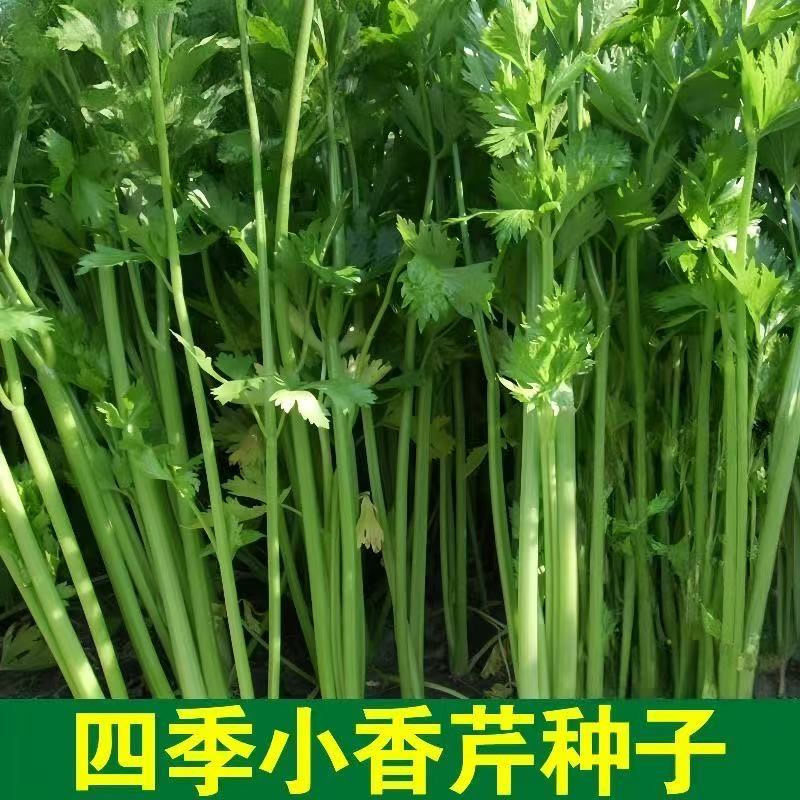 四季小香芹种子脆嫩清香芹菜种籽春季秋季旱芹籽庭院蔬菜种子大全