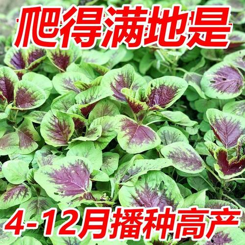 红苋菜春夏新鲜四季盆栽阳台高产耐寒耐高温