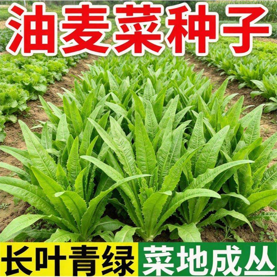油麦菜种子大叶耐热四季农家阳台盆栽油麦苦菜大颗青菜蔬菜种籽S