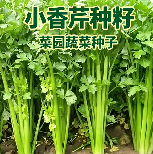 四季小香芹种子脆嫩清香芹菜种籽春季秋季旱芹籽庭院蔬菜种子大全