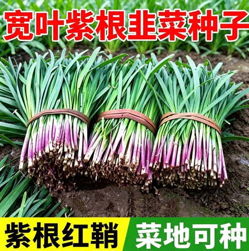 紫根韭菜种子大叶耐热耐