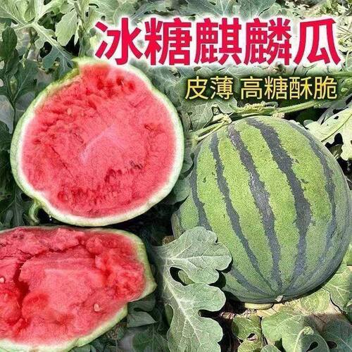 8424麒麟懒汉西瓜超甜美都甜王无籽四季蔬菜水果南方花皮西瓜新鲜