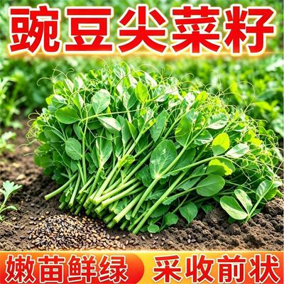 豌豆尖菜籽嫩叶翠绿肥厚