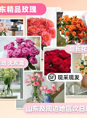 瑰花切花山东直发无玫ZXG瑰生鲜日用花婚礼用花送土男朋友女朋玫
