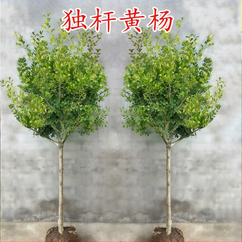 黄杨树苗独杆盆栽庭院地栽